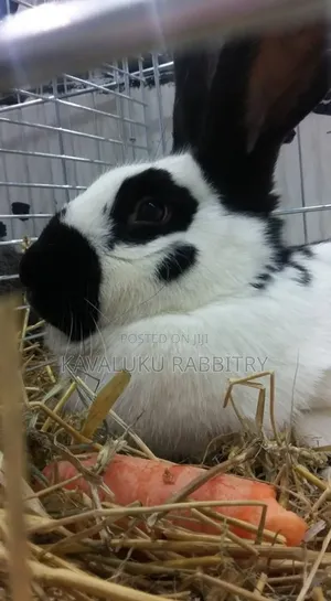 Hybrid Giant Breeds ( Flemish, Checkered) Pure Breeds