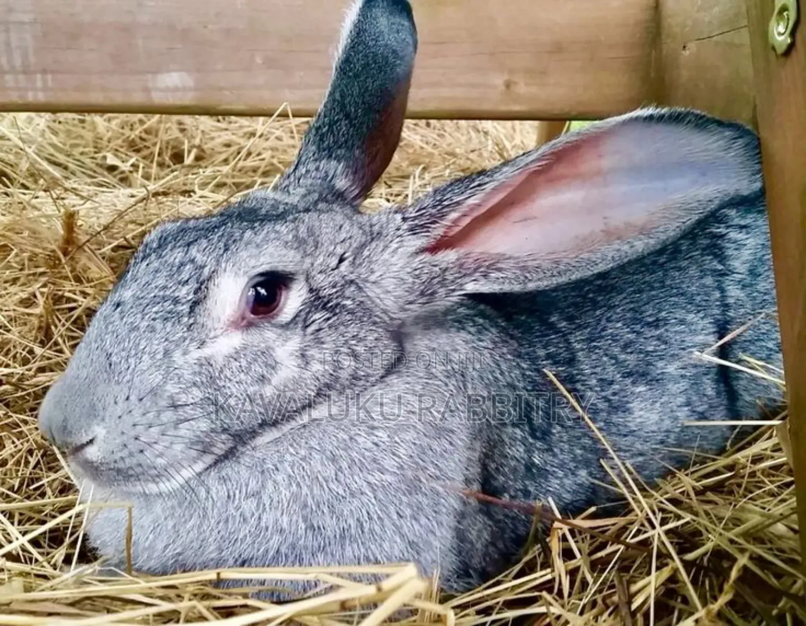 Hybrid Giant Breeds ( Flemish, Checkered) Pure Breeds