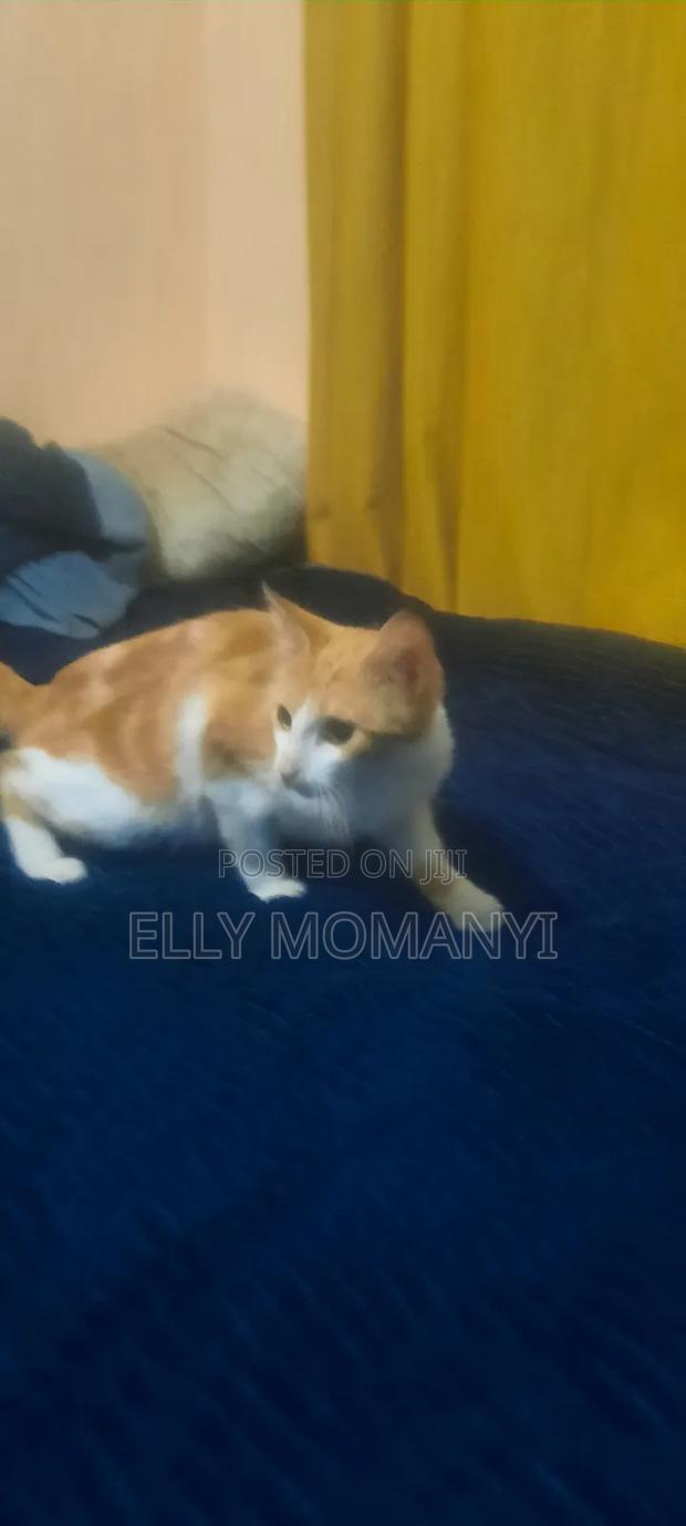 1-3 months Male Purebred Bombay