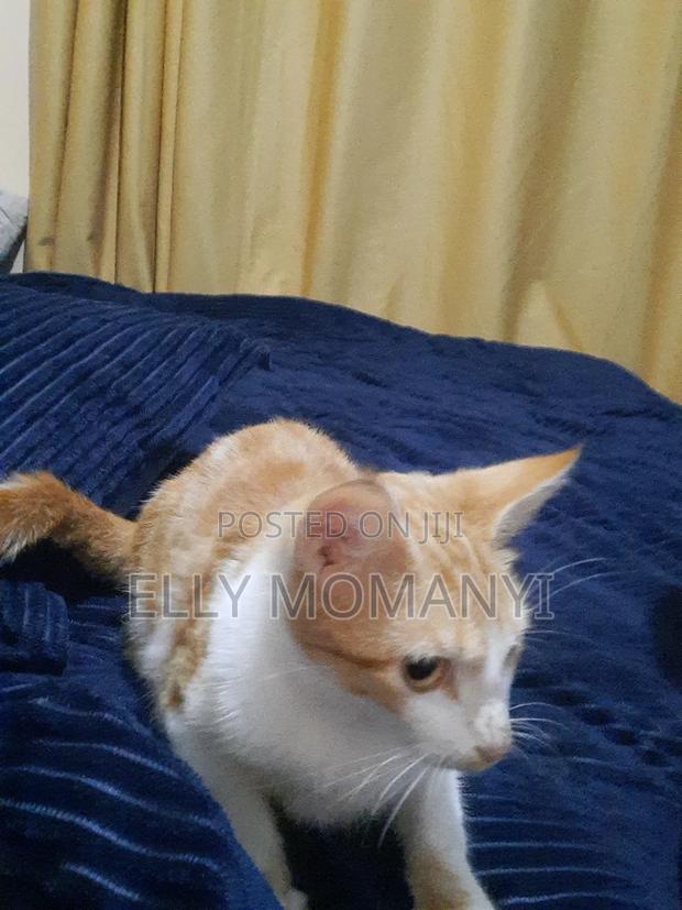 1-3 months Male Purebred Bombay - thumbnail 3