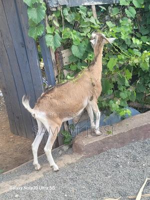 Easter Offer - Daily Goats - thumbnail 2