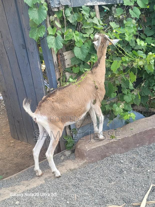 Easter Offer - Daily Goats - main view