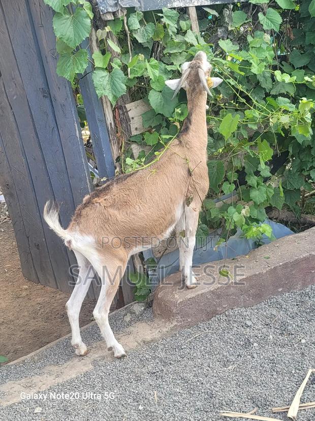 Easter Offer - Daily Goats - thumbnail 3