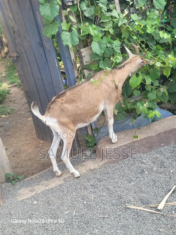 Easter Offer - Daily Goats - thumbnail 4