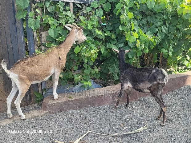 Easter Offer - Daily Goats - thumbnail 5