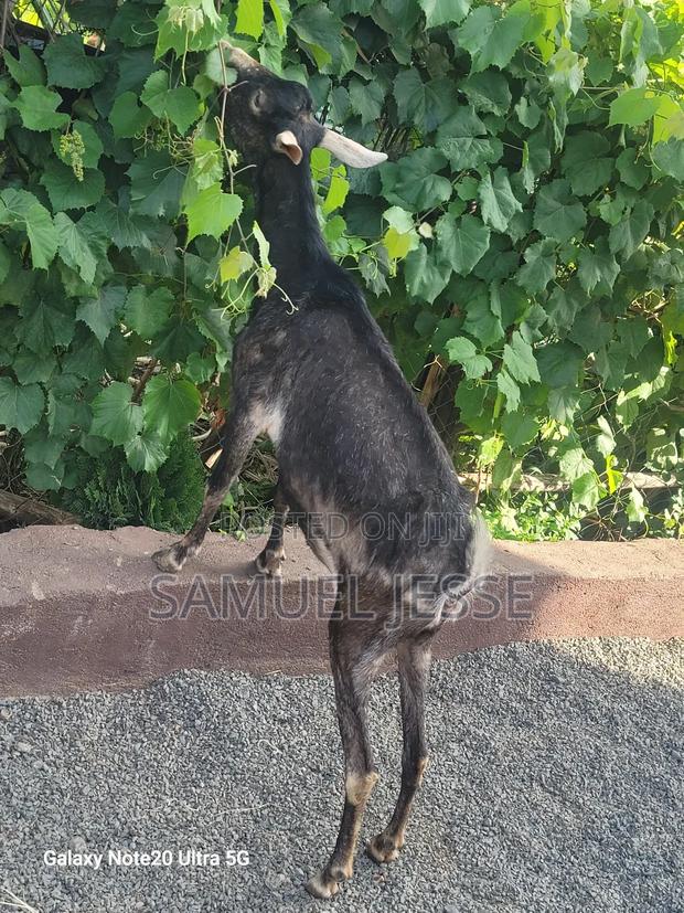 Easter Offer - Daily Goats - thumbnail 6