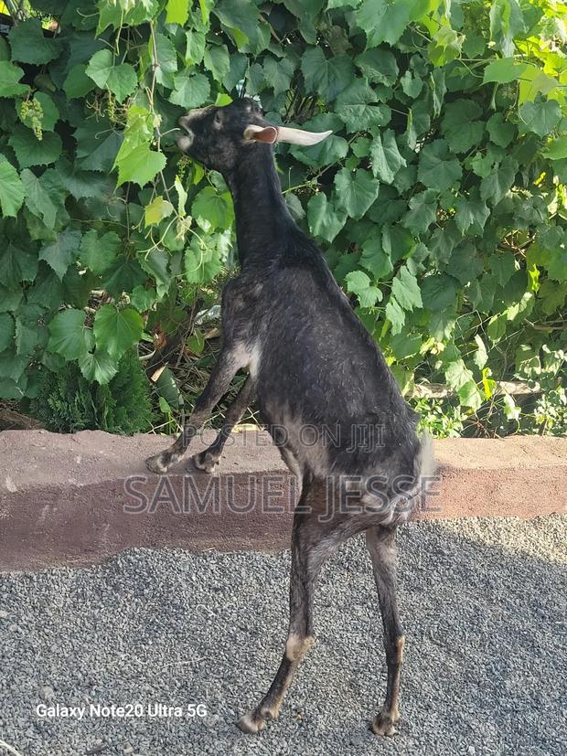 Easter Offer - Daily Goats - thumbnail 7