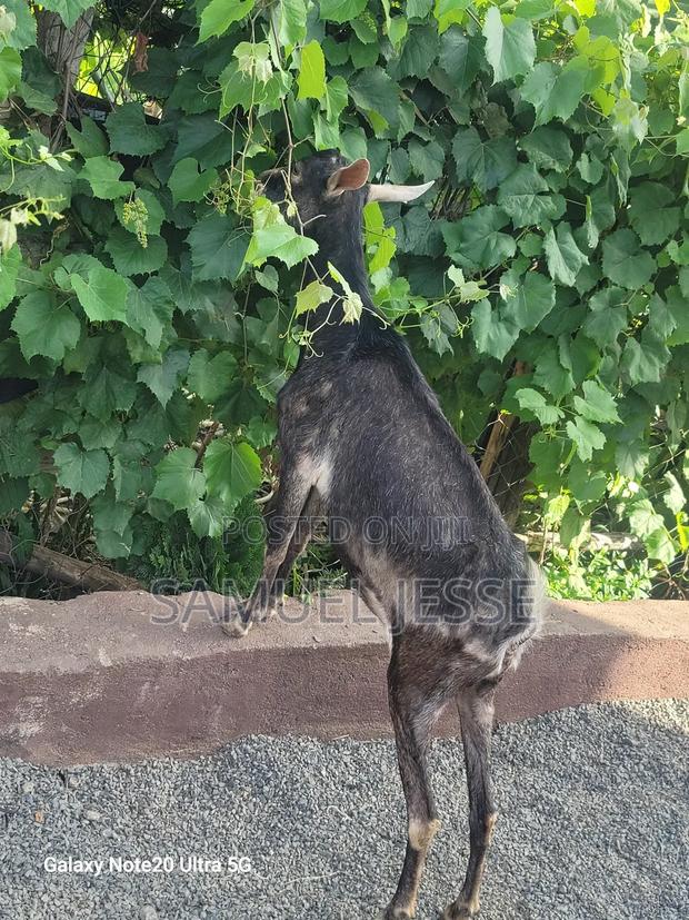 Easter Offer - Daily Goats - thumbnail 8