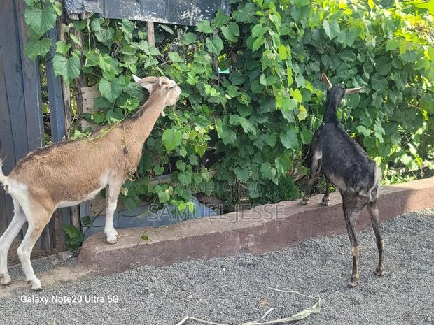 Easter Offer - Daily Goats - thumbnail 9