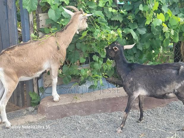 Easter Offer - Daily Goats - thumbnail 10