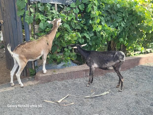 Easter Offer - Daily Goats - thumbnail 11