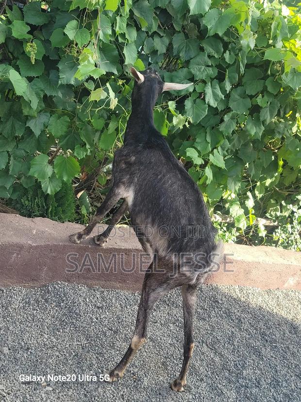 Easter Offer - Daily Goats - thumbnail 12