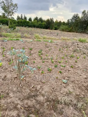 1acre Land in Limuru Tiekunu Near Ndungu Njenga High School