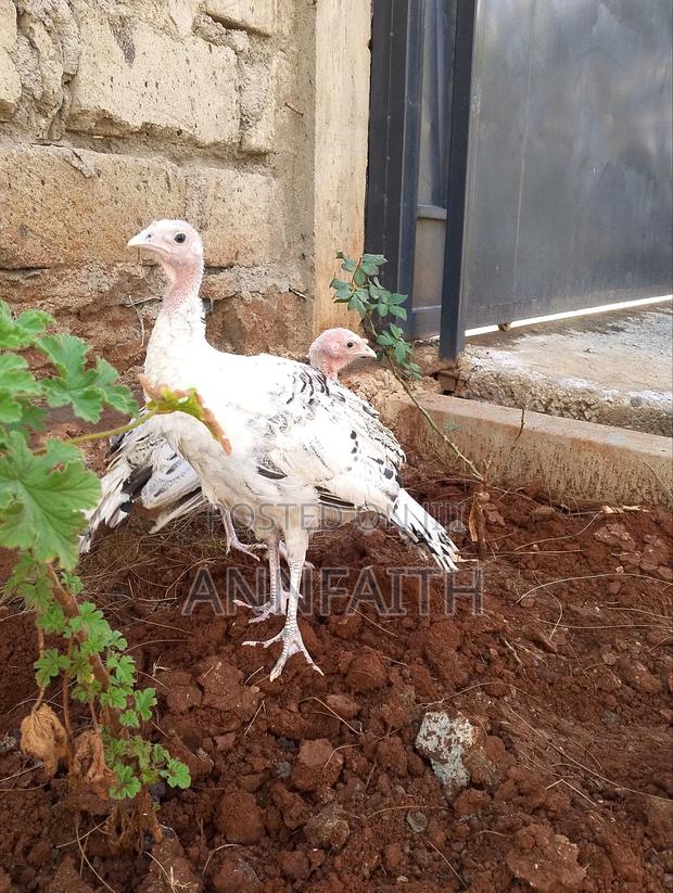 Poults ( Turkey)