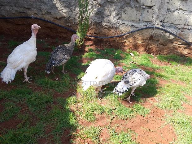 Poults ( Turkey) - thumbnail 2