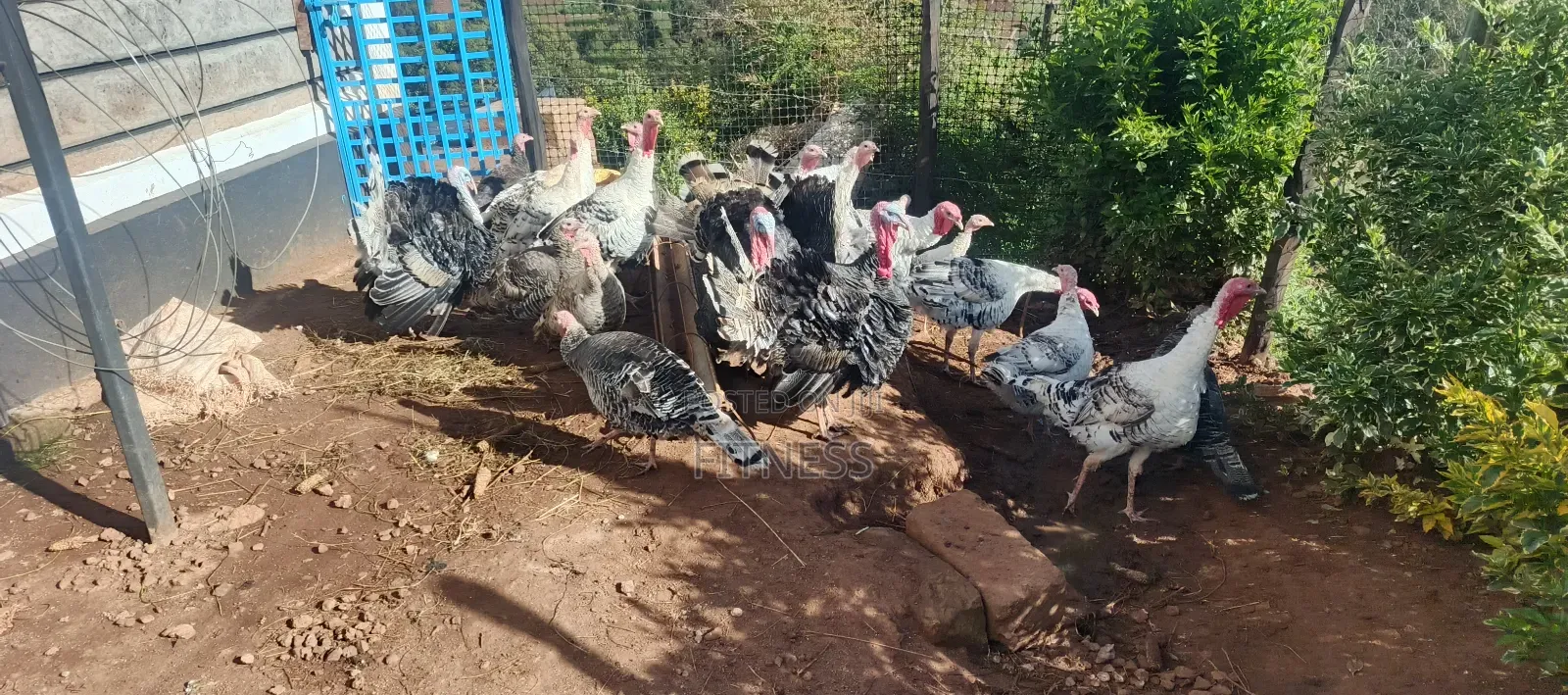 Turkey Chicks, Mature and Turkey Meat