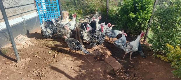 Turkey Chicks, Mature and Turkey Meat - thumbnail 3