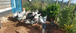 Turkey Chicks, Mature and Turkey Meat