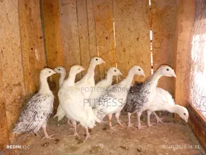 Turkey Chicks, Mature and Turkey Meat