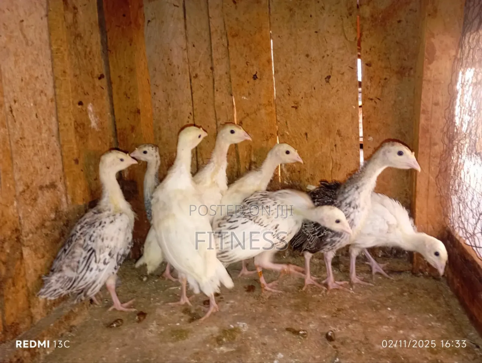 Turkey Chicks, Mature and Turkey Meat