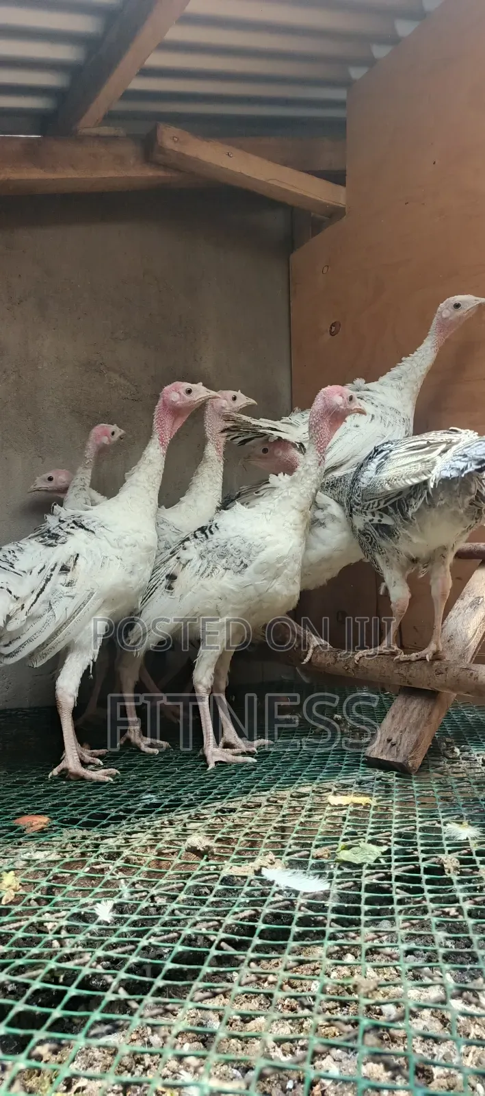 Turkey Chicks, Mature and Turkey Meat