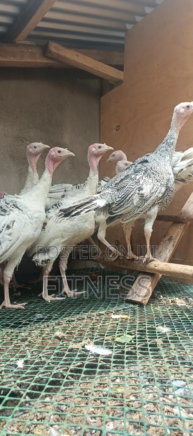 Turkey Chicks, Mature and Turkey Meat - thumbnail 8