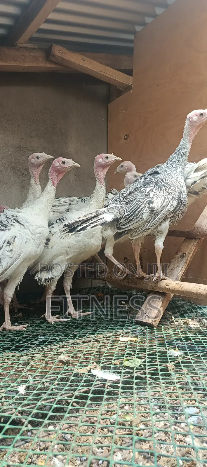 Turkey Chicks, Mature and Turkey Meat
