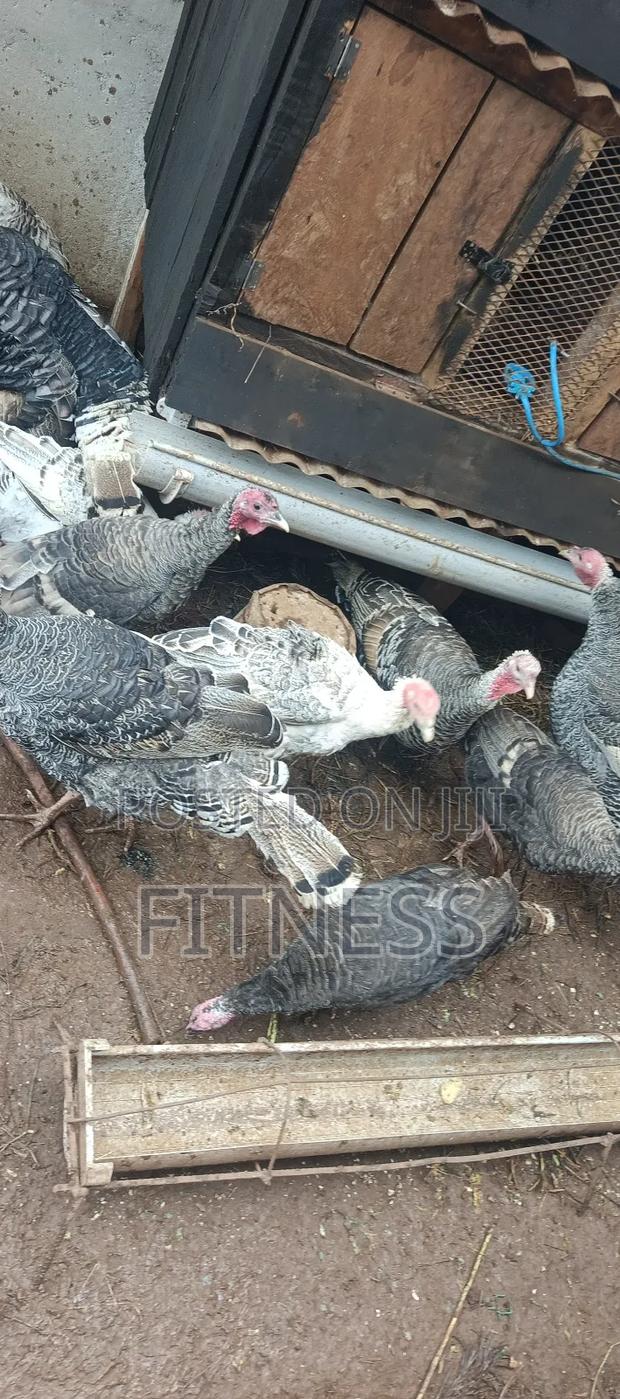 Turkey Chicks, Mature and Turkey Meat - main view