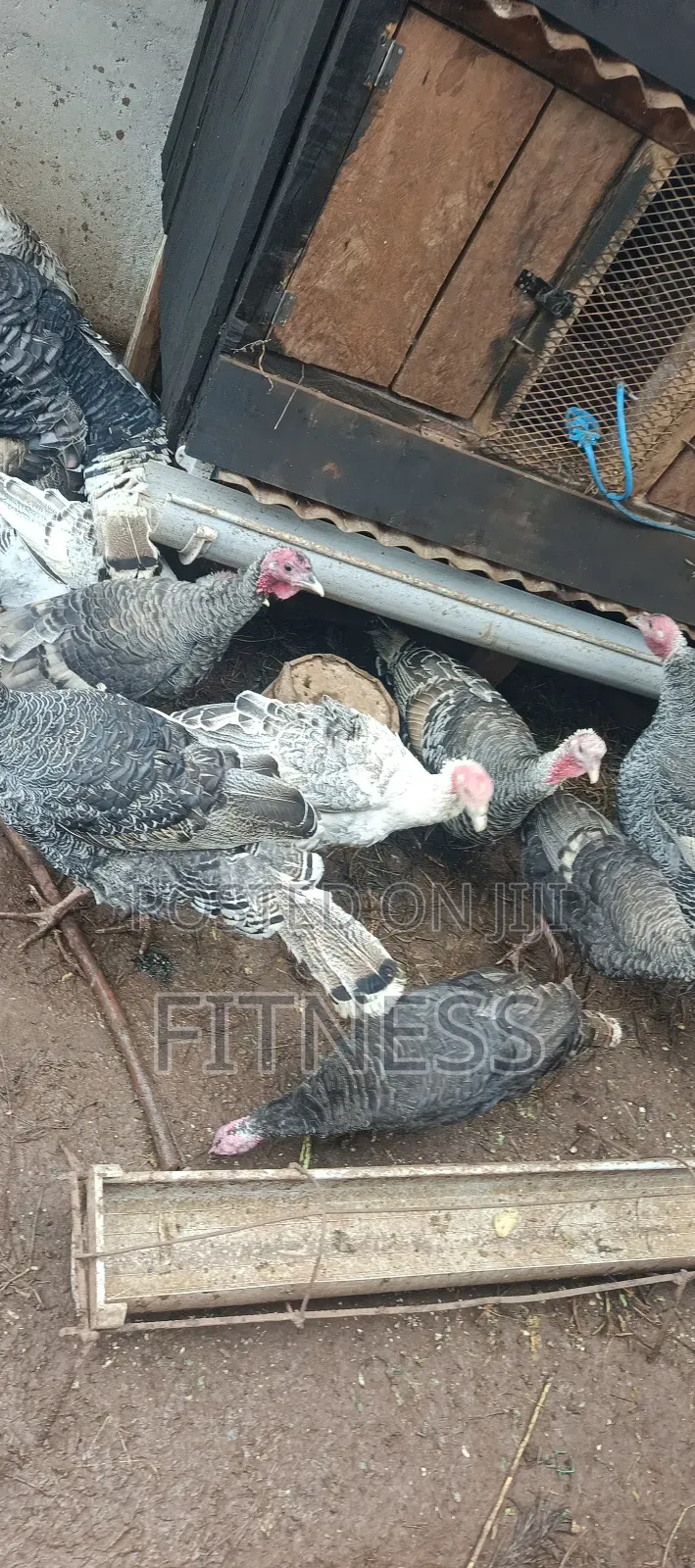Turkey Chicks, Mature and Turkey Meat
