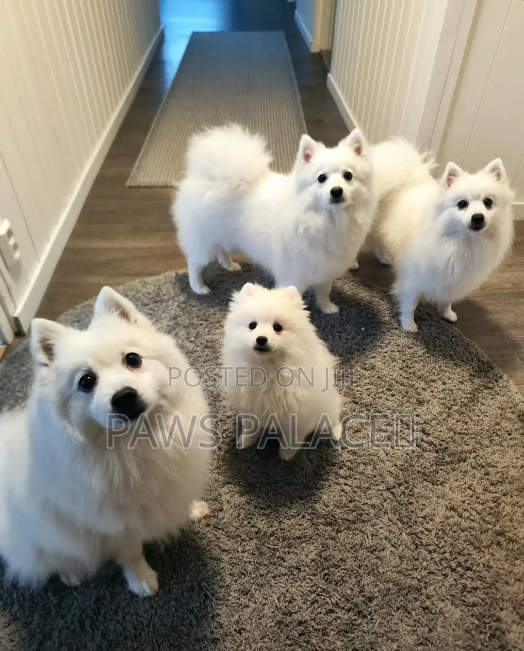 3-6 months Male Purebred Japanese Spitz