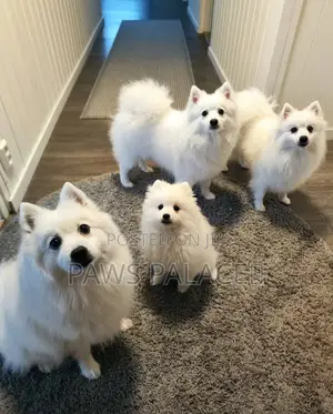 3-6 months Male Purebred Japanese Spitz