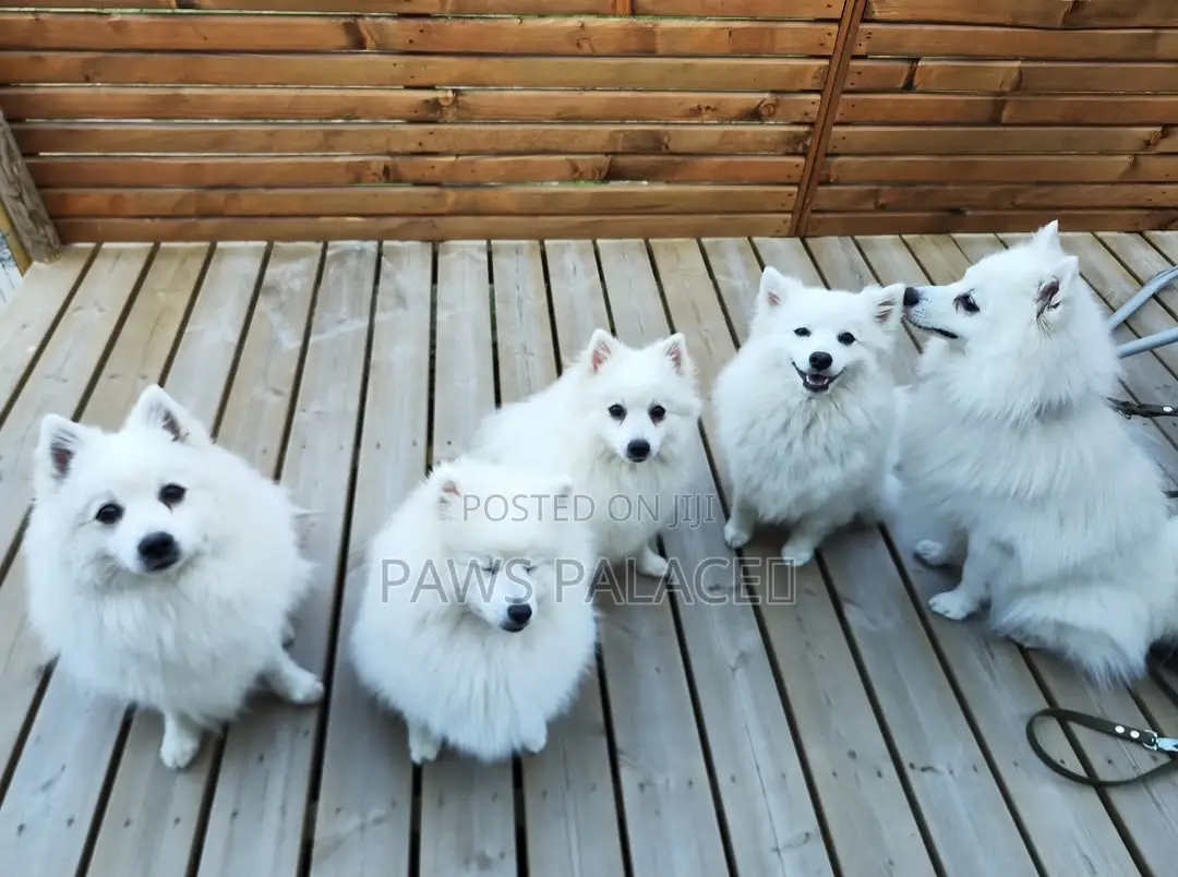 3-6 months Male Purebred Japanese Spitz