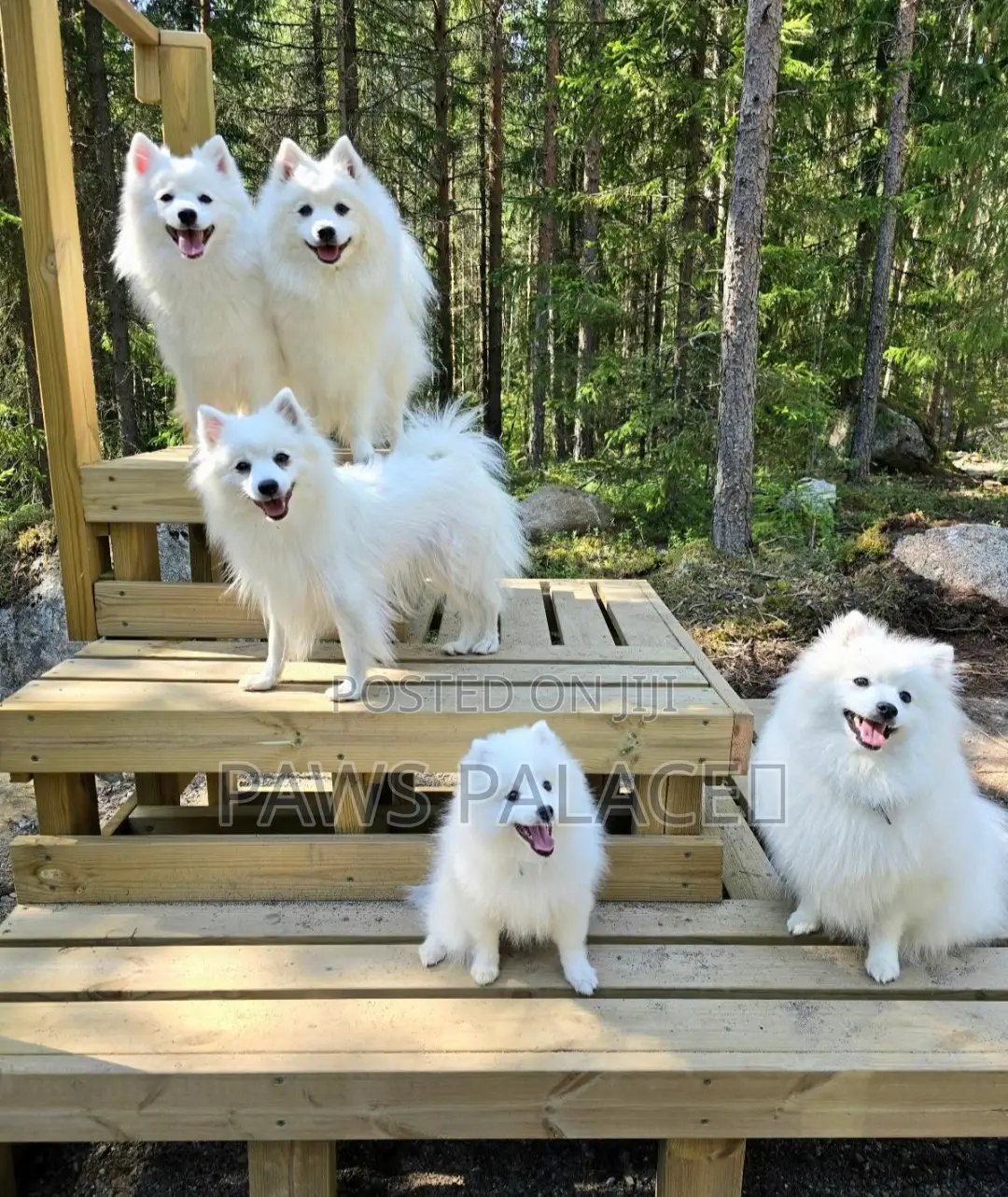 3-6 months Male Purebred Japanese Spitz