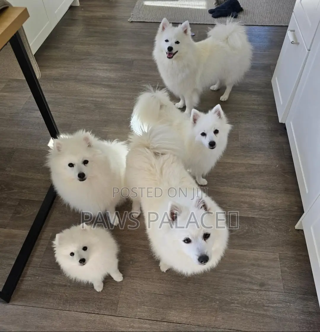 3-6 months Male Purebred Japanese Spitz