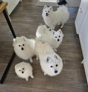 3-6 months Male Purebred Japanese Spitz