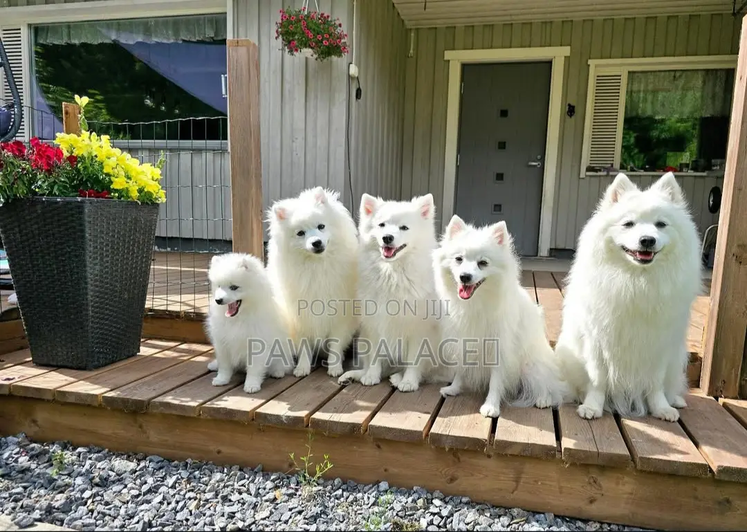 3-6 months Male Purebred Japanese Spitz
