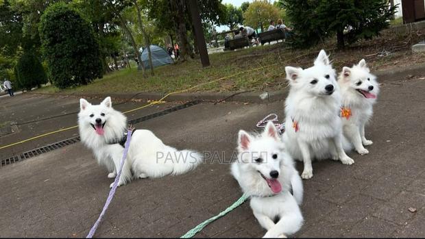 3-6 months Female Purebred Japanese Spitz