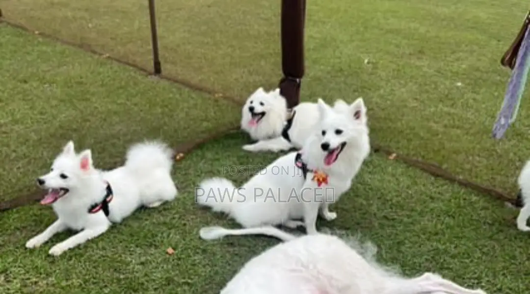 3-6 months Female Purebred Japanese Spitz