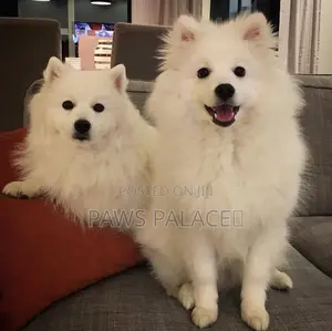 3-6 months Female Purebred Japanese Spitz