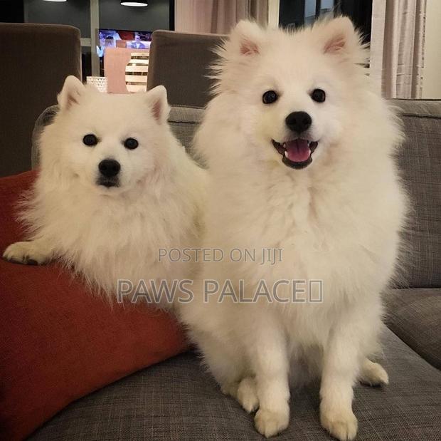 3-6 months Female Purebred Japanese Spitz - thumbnail 3