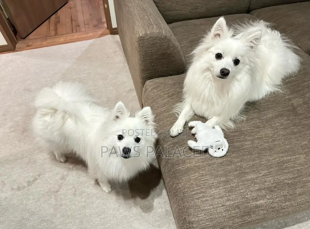 3-6 months Female Purebred Japanese Spitz