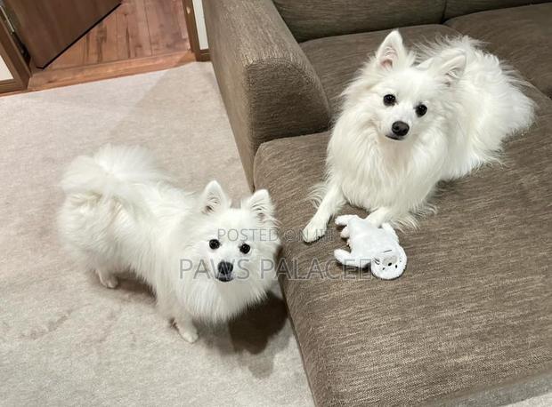 3-6 months Female Purebred Japanese Spitz - thumbnail 4