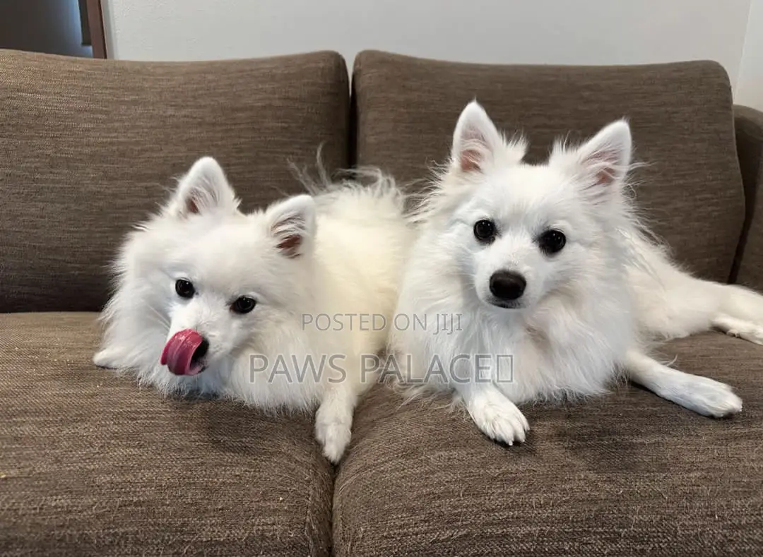 3-6 months Female Purebred Japanese Spitz