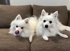 3-6 months Female Purebred Japanese Spitz
