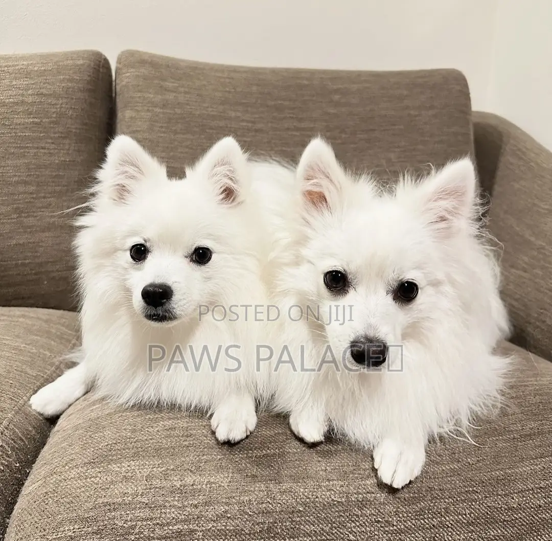 3-6 months Female Purebred Japanese Spitz