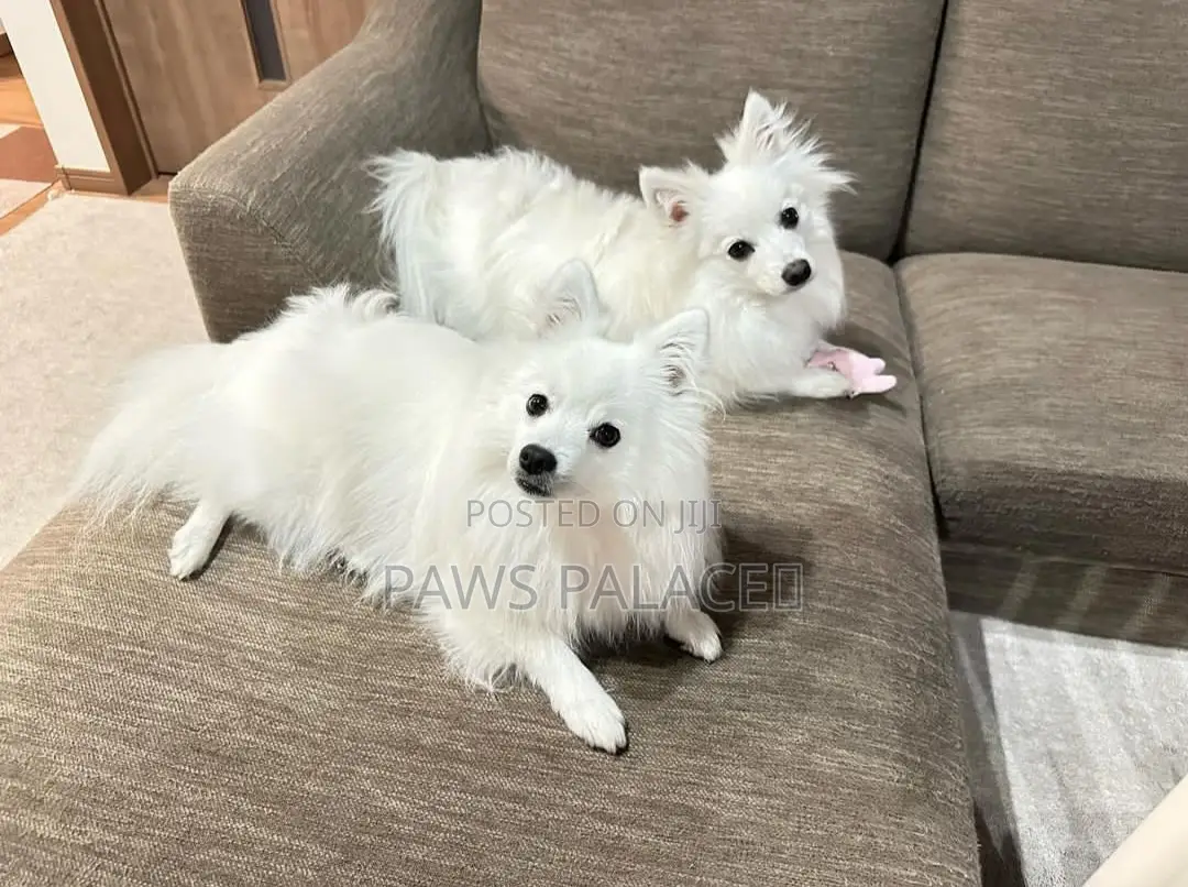 3-6 months Female Purebred Japanese Spitz