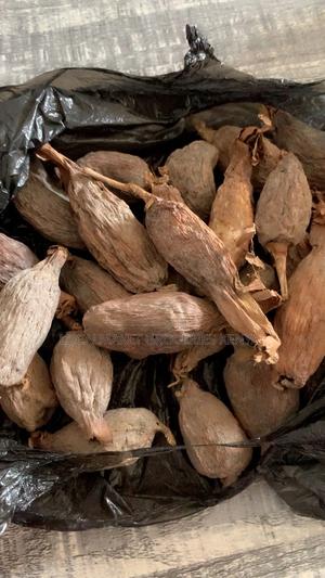 Big Alligator Pepper - main view