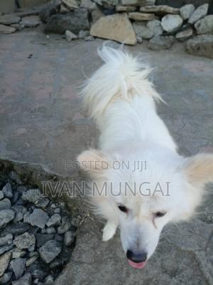 6-12 months Male Purebred Japanese Spitz - thumbnail 2