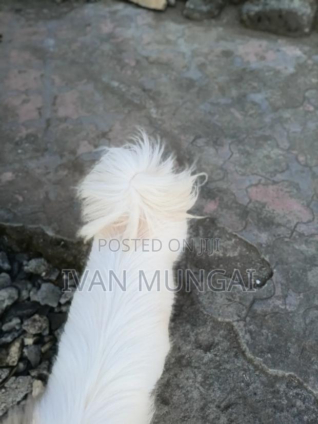 6-12 months Male Purebred Japanese Spitz - thumbnail 3