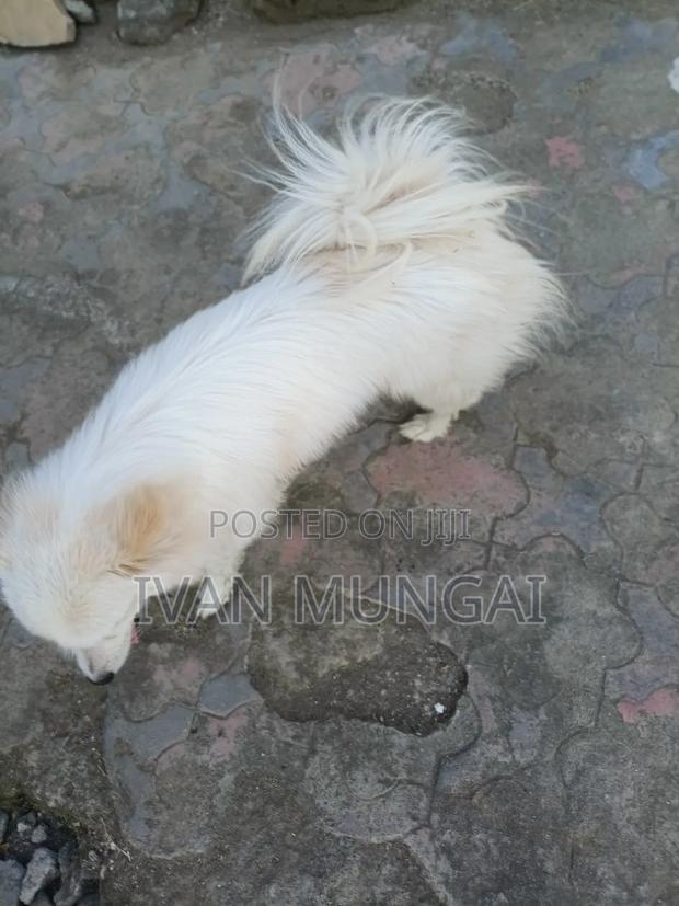 6-12 months Male Purebred Japanese Spitz - thumbnail 4